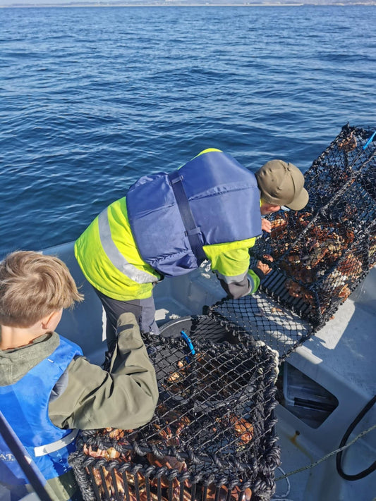 62 krabber på én tur – Slik fikk kundene våre full fangst med Kystfangst krabbeteiner!